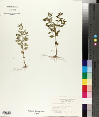 Hedeoma pulegioides image
