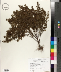 Hedeoma pulegioides image