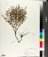 Hedeoma pulegioides image