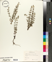 Hedeoma oblongifolia image