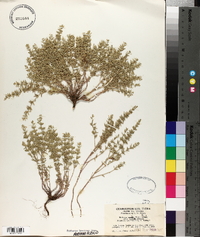 Hedeoma nana subsp. nana image