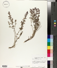Hedeoma nana image
