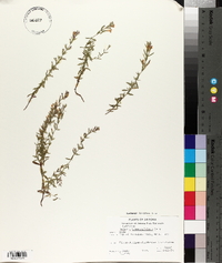 Hedeoma hyssopifolia image