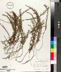 Hedeoma hyssopifolia image