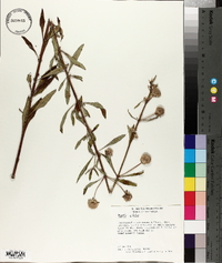 Hyptis alata image