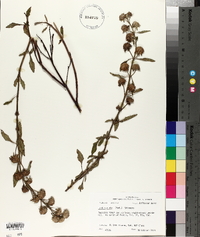 Hyptis alata image