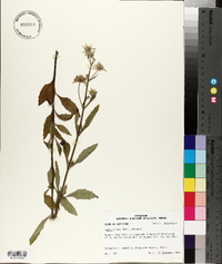 Hyptis alata image
