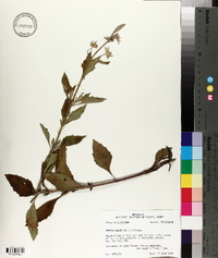 Hyptis alata image