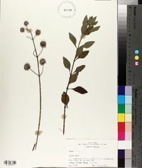 Hyptis alata image