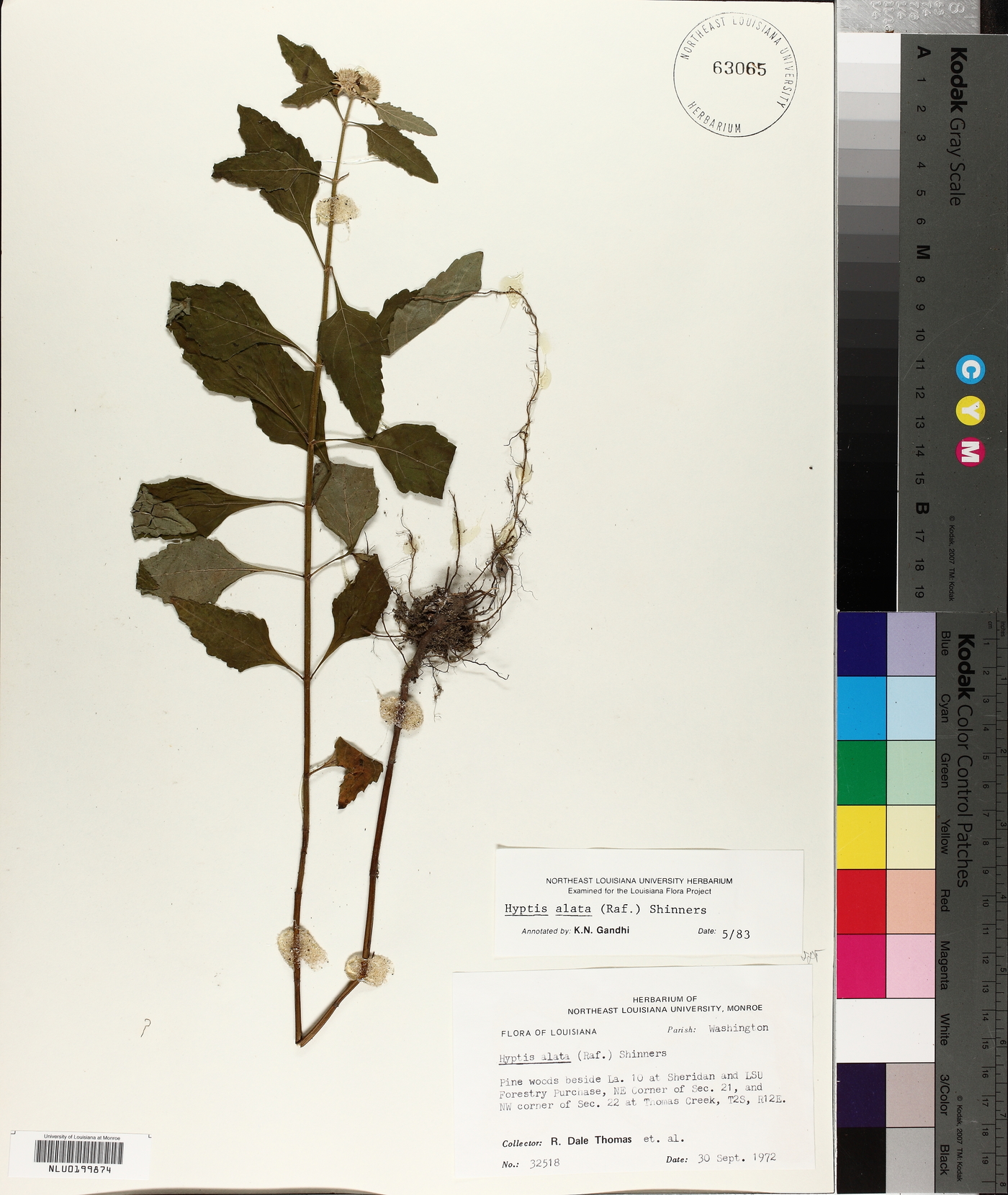 Hyptis alata image