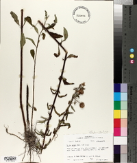 Hyptis alata image