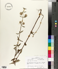 Hyptis alata image