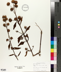 Hyptis alata image
