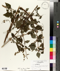 Hyptis mutabilis image