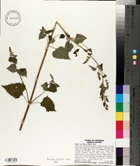 Hyptis mutabilis image
