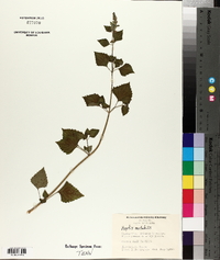 Hyptis mutabilis image