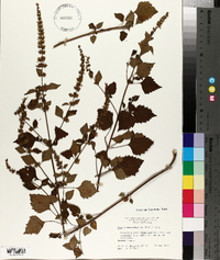 Hyptis mutabilis image