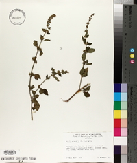 Hyptis mutabilis image