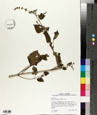 Hyptis mutabilis image