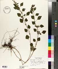 Hyptis mutabilis image