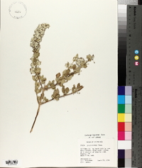 Condea emoryi image