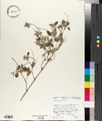 Condea emoryi image