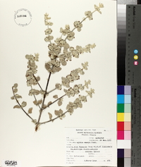 Condea emoryi image
