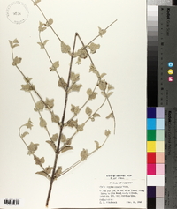 Condea emoryi image