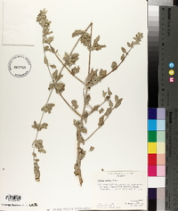 Condea emoryi image