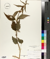 Lamiastrum galeobdolon image