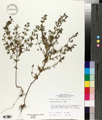 Trichostema coeruleum image