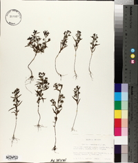Trichostema coeruleum image