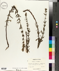 Hyssopus officinalis image