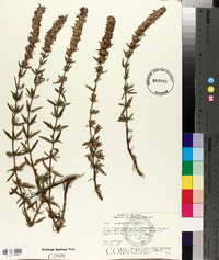 Hyssopus officinalis image