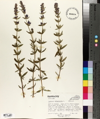 Hyssopus officinalis image