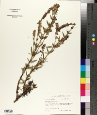 Hyssopus officinalis image