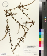 Hyptis stellulata image