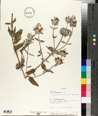 Media resource of Hyptidendron leucophyllum