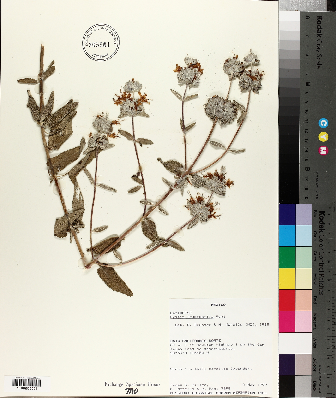 Hyptidendron leucophyllum image