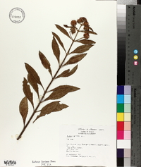 Hyptis capitata image