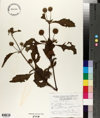 Hyptis capitata image