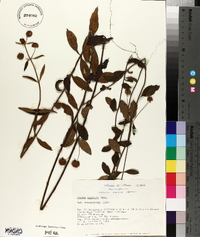 Hyptis capitata image