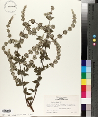 Condea albida image