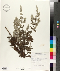 Condea albida image