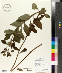 Hyptis capitata image