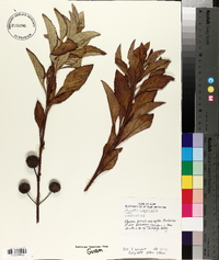 Hyptis capitata image