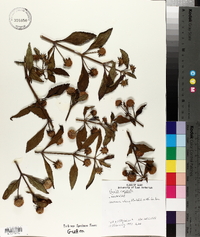 Hyptis capitata image