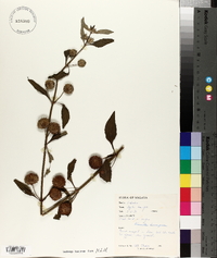 Hyptis brevipes image