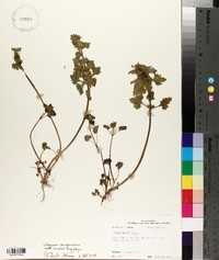 Lamium purpureum image