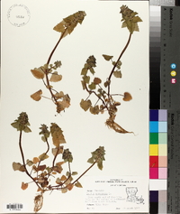 Lamium purpureum image